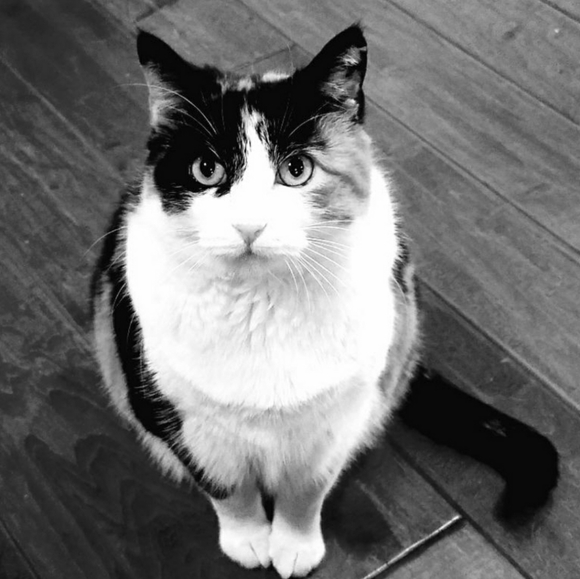 Meet your Posher, Stephanie - Picture 7 of 11